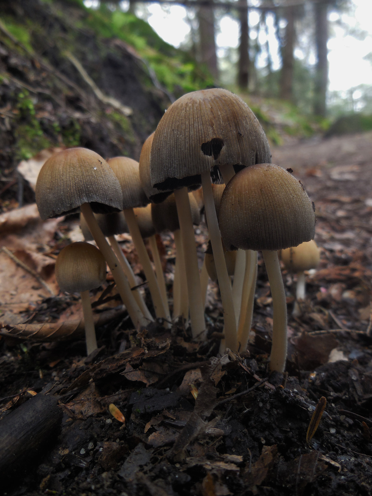 Nikon Coolpix S6500 sample photo. Mushrooms have hearts, too photography