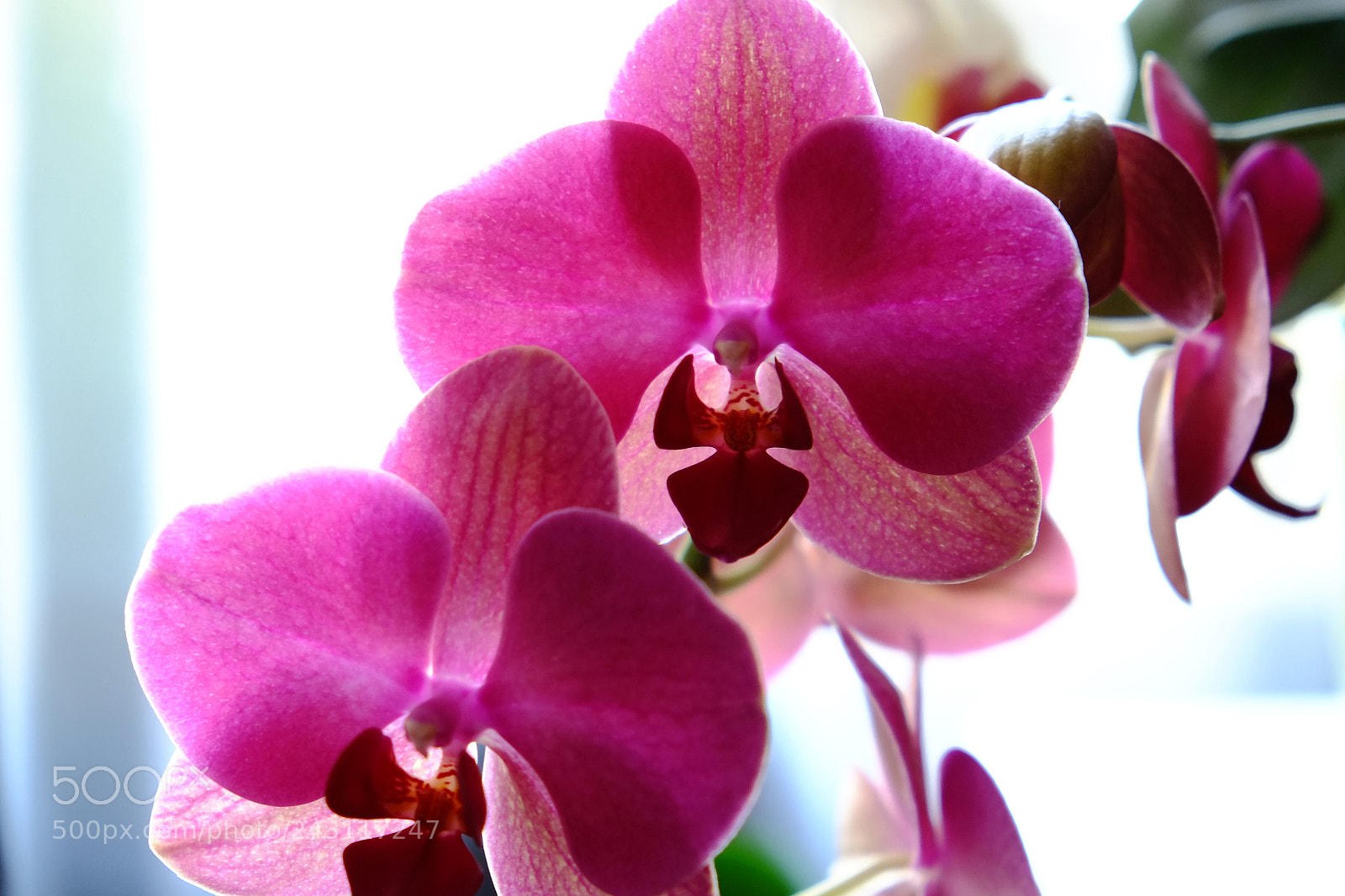 Fujifilm X-E1 sample photo. Orchid photography