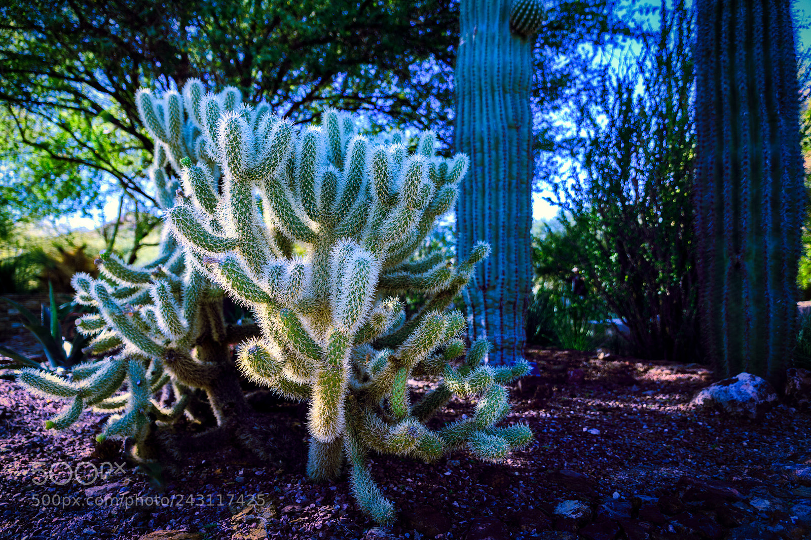 Nikon D850 sample photo. Desert bloom photography