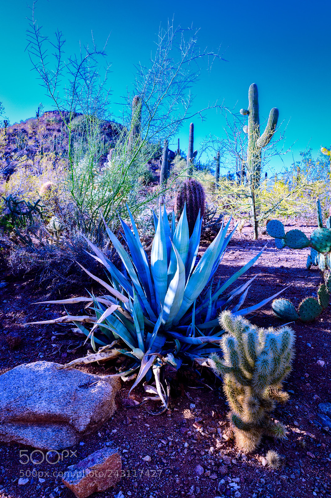 Nikon D850 sample photo. Desert bloom photography