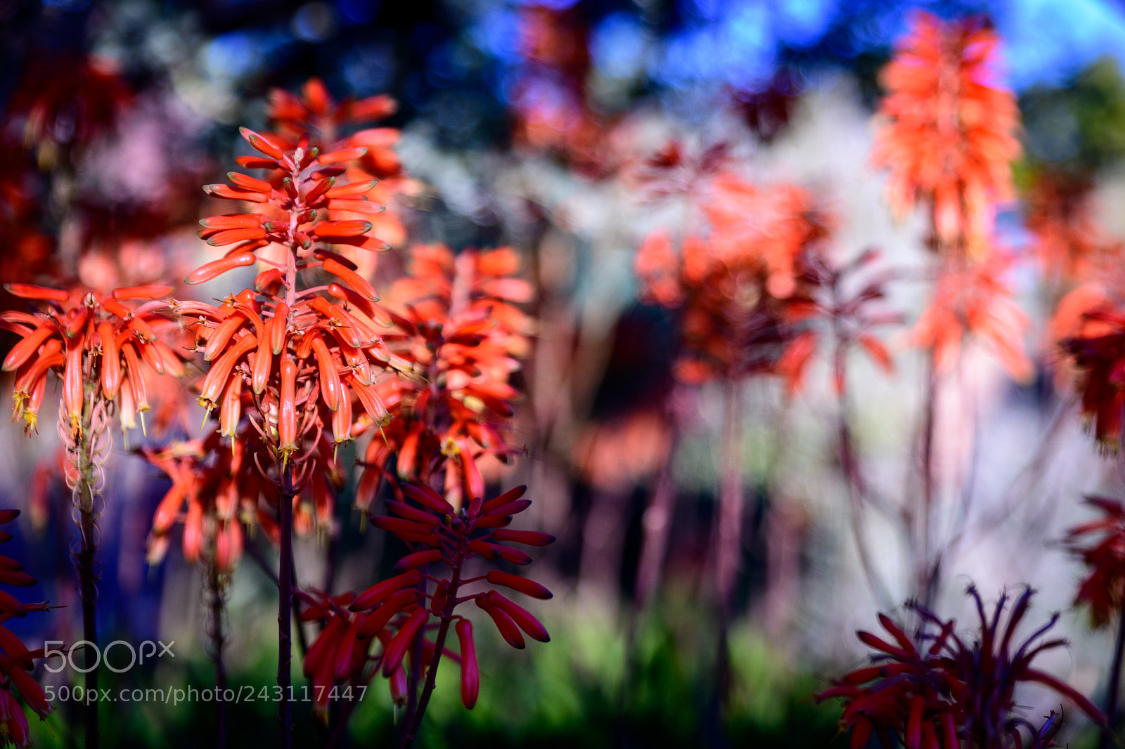 Nikon D850 sample photo. Desert bloom photography