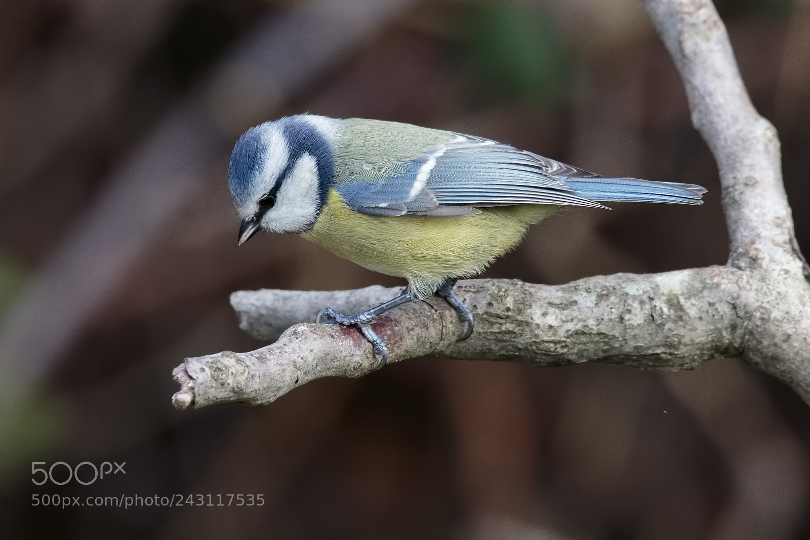 Canon EOS 7D Mark II sample photo. Blue tit photography