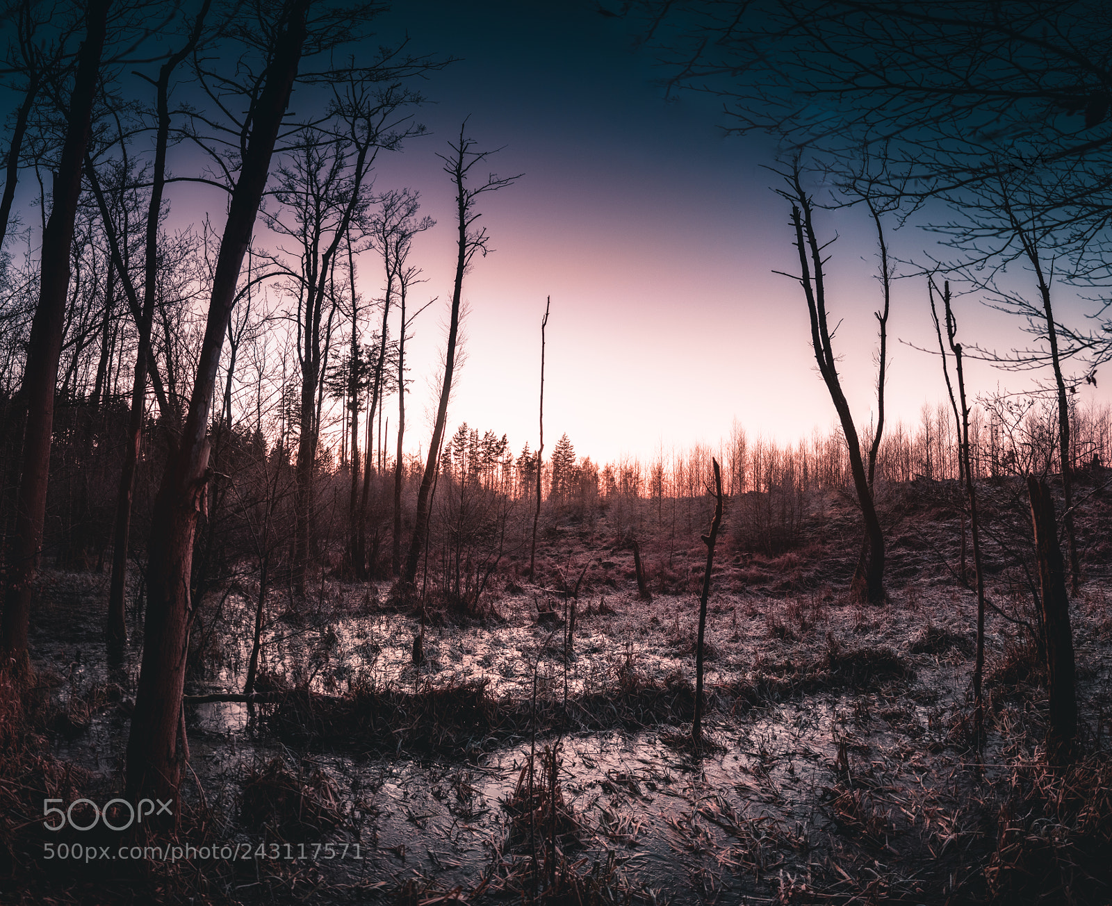 Nikon D500 sample photo. Red winter colors photography