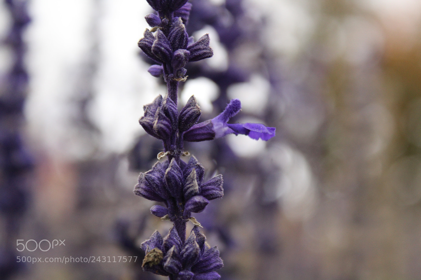 Canon EOS 1200D (EOS Rebel T5 / EOS Kiss X70 / EOS Hi) sample photo. Purple flower creeper photography