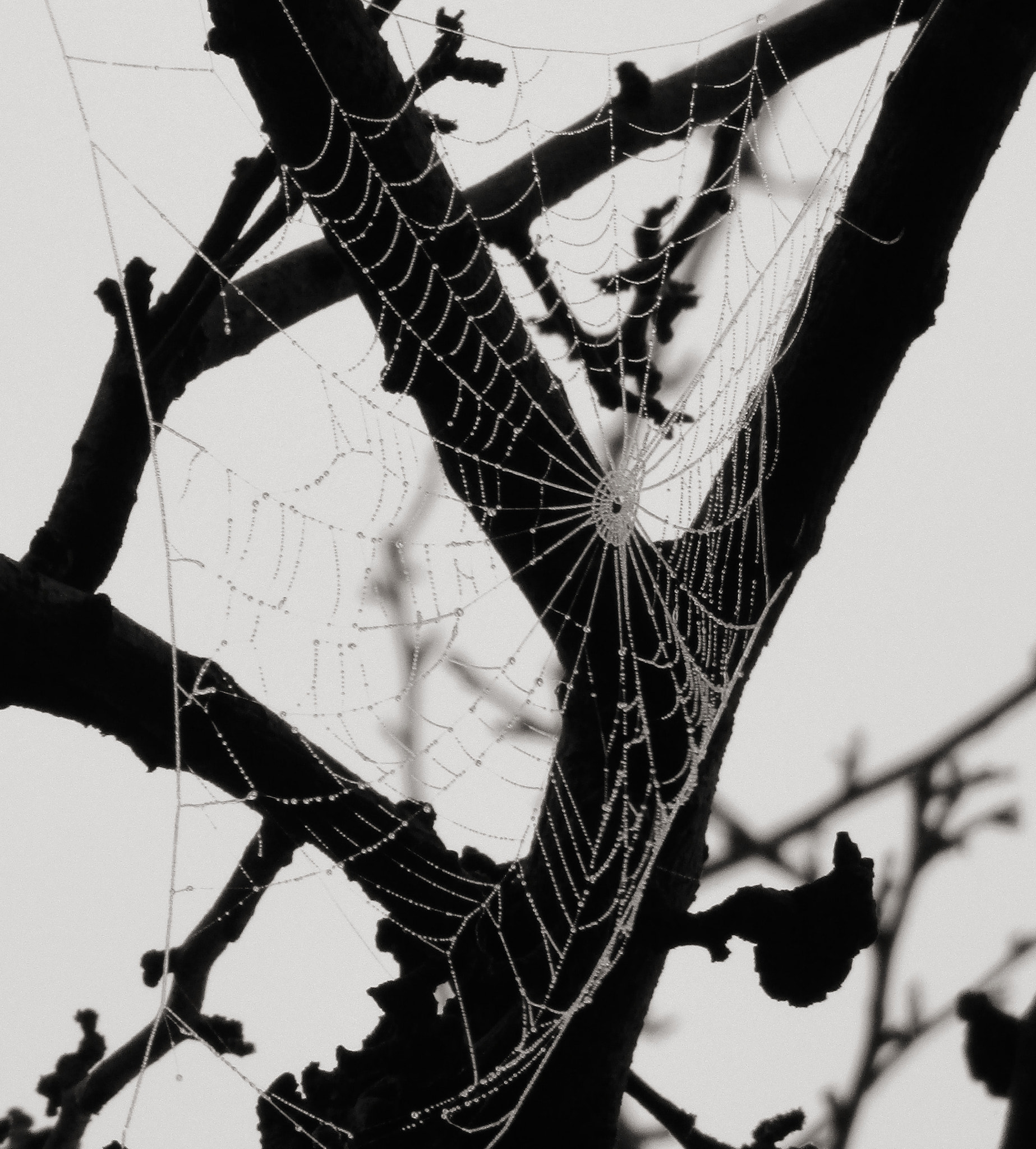 Canon IXUS 185 sample photo. Incy wincy spider.... photography