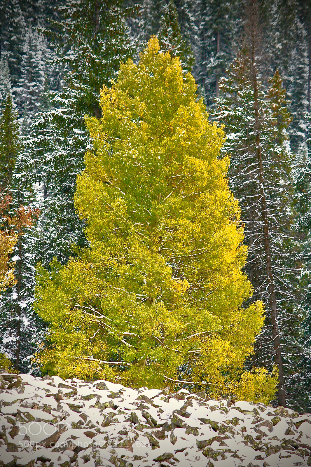 Canon EOS 400D (EOS Digital Rebel XTi / EOS Kiss Digital X) sample photo. Aspen in snow photography