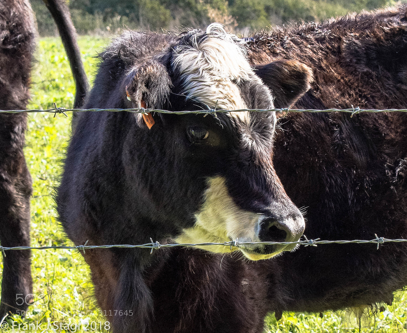 Nikon D7200 sample photo. Cattle photography