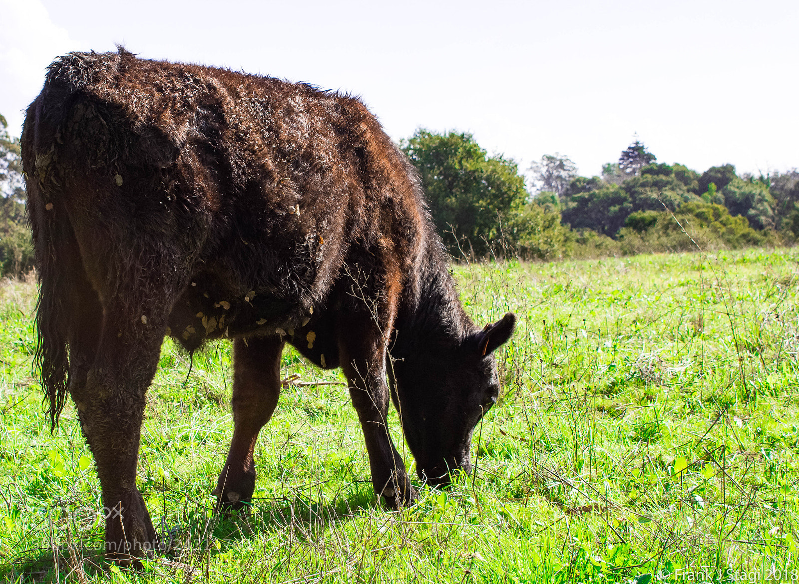 Nikon D7200 sample photo. Cattle photography
