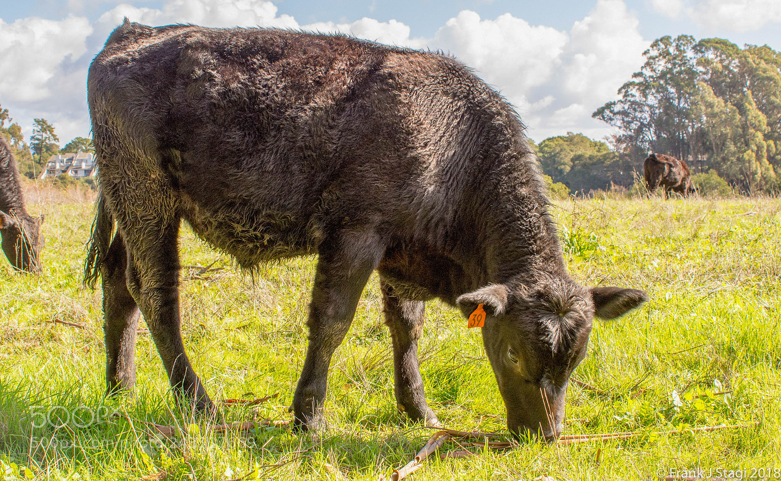 Nikon D7200 sample photo. Cattle photography