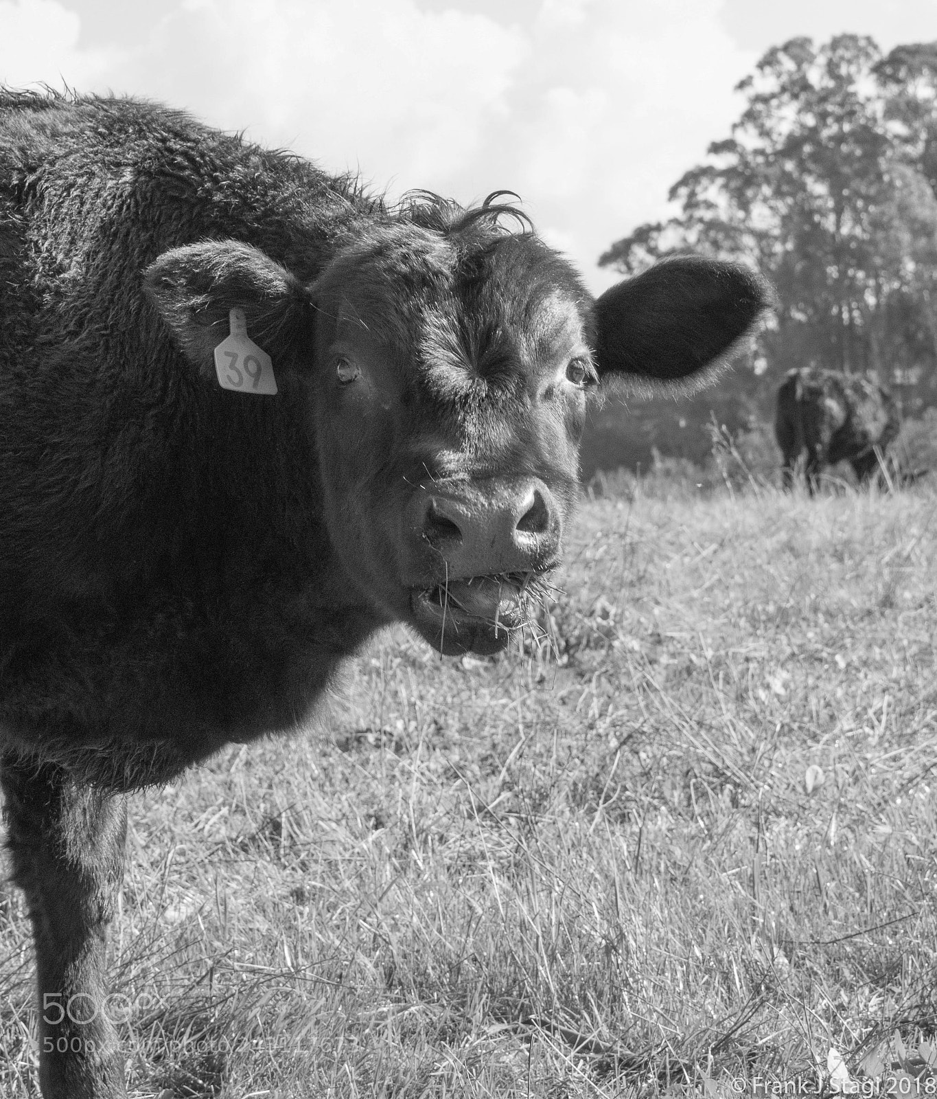 Nikon D7200 sample photo. Cattle photography