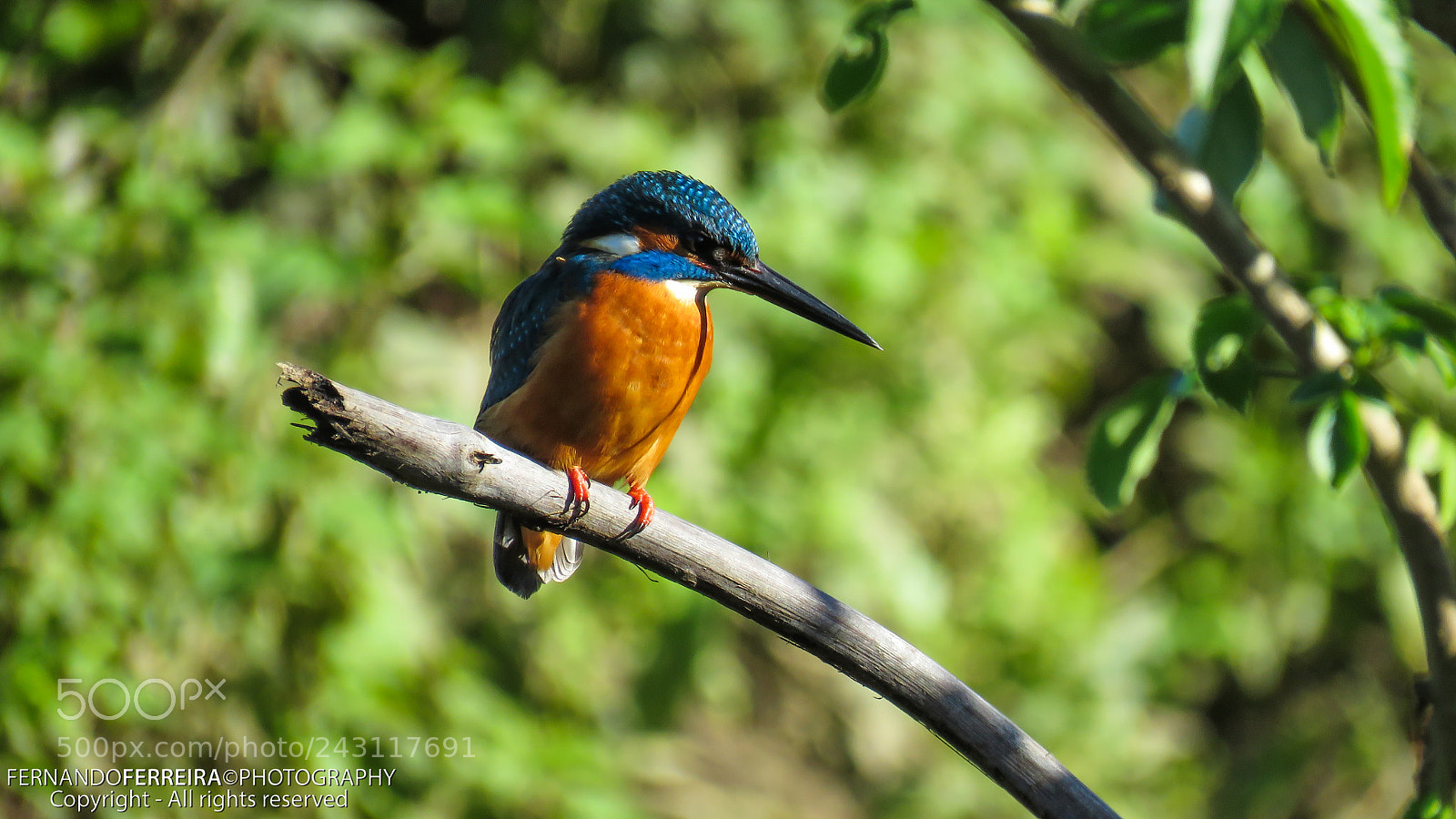 Canon PowerShot SX60 HS sample photo. Guarda-rios (alcedo atthis) macho photography