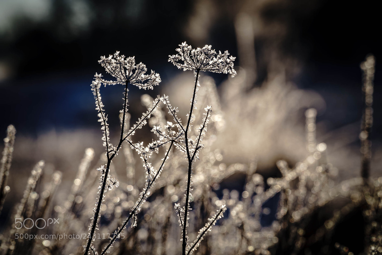 Sony a6500 sample photo. Winter frost has taken photography