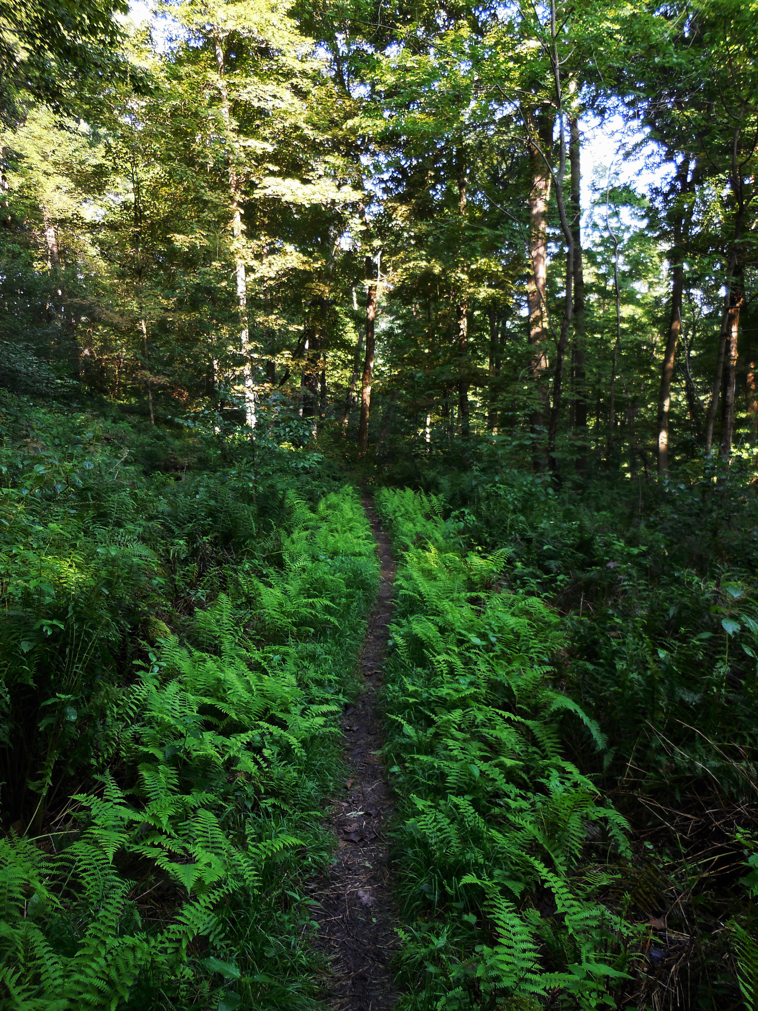 Nikon Coolpix S6500 sample photo. Follow the ferns photography