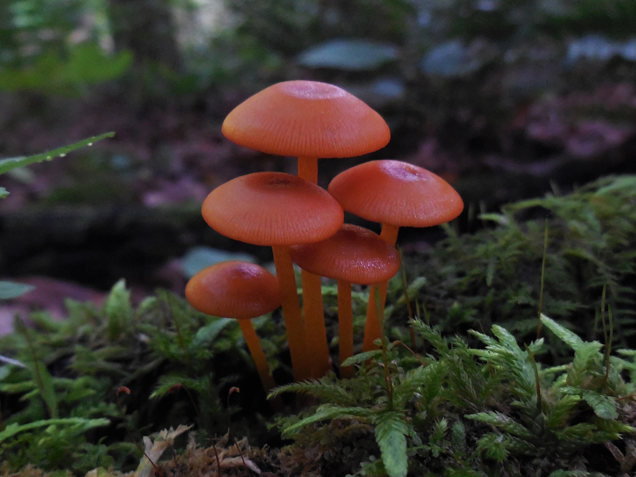 Nikon Coolpix S6500 sample photo. Tiny red fungi photography