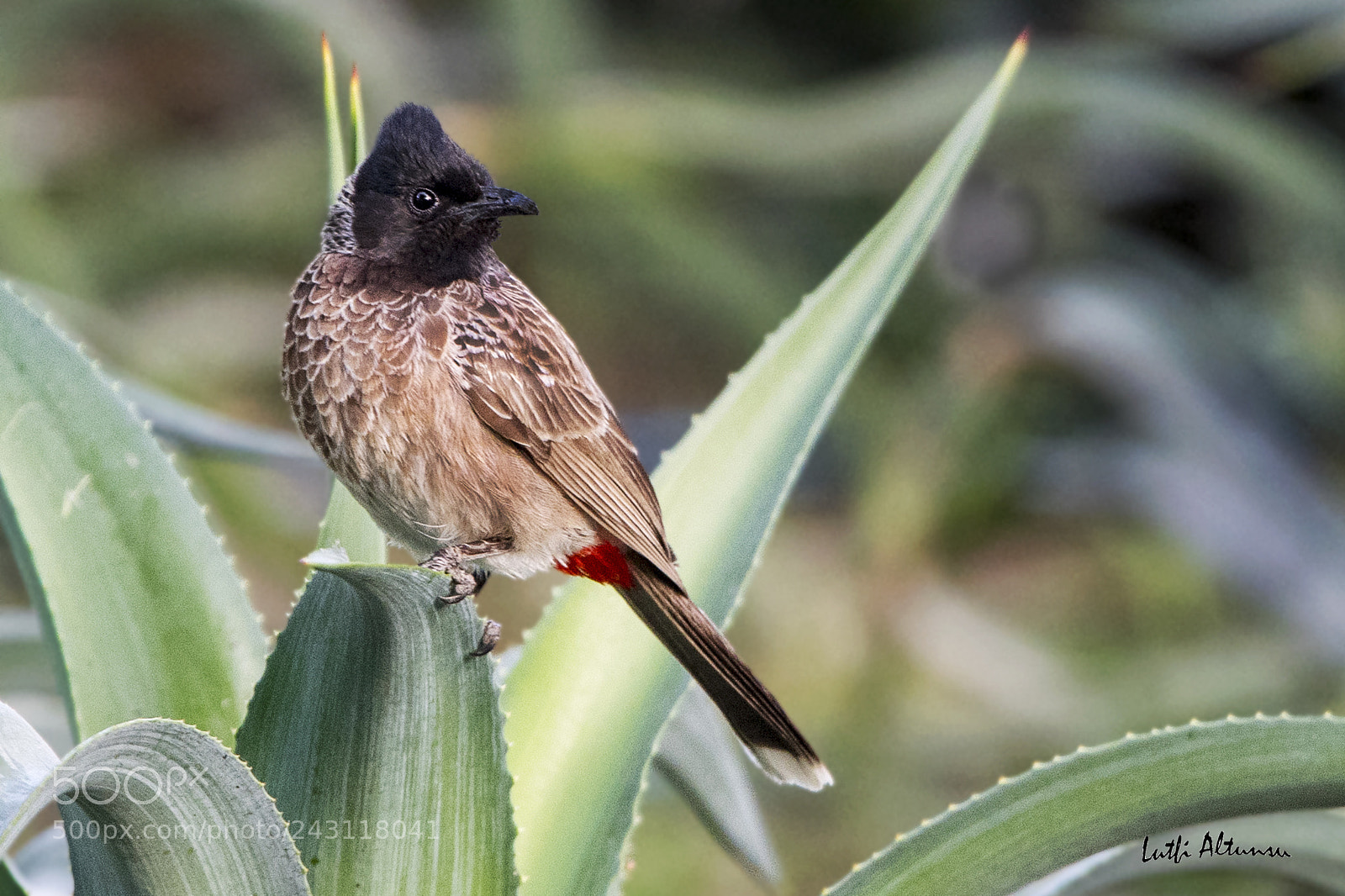 Nikon D500 sample photo. Red- vented bulbul karaca photography