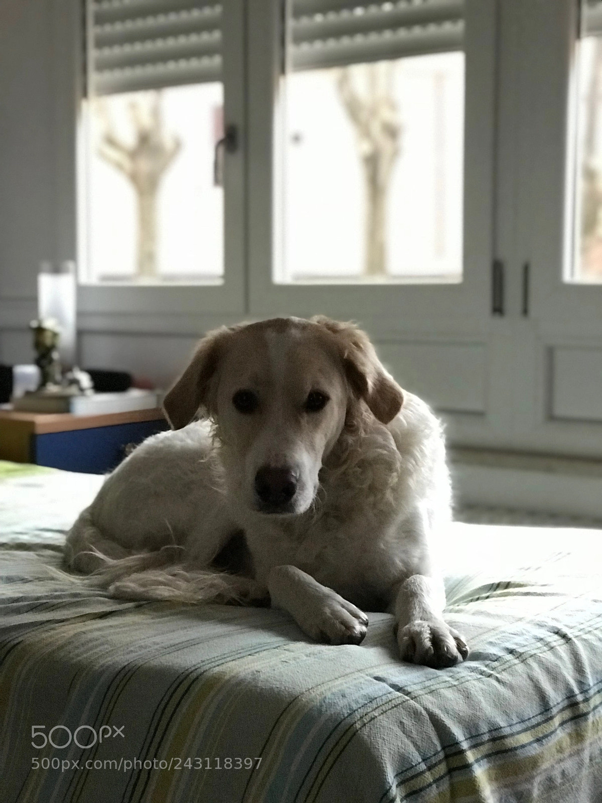 Apple iPhone 7 Plus sample photo. Untitled photography