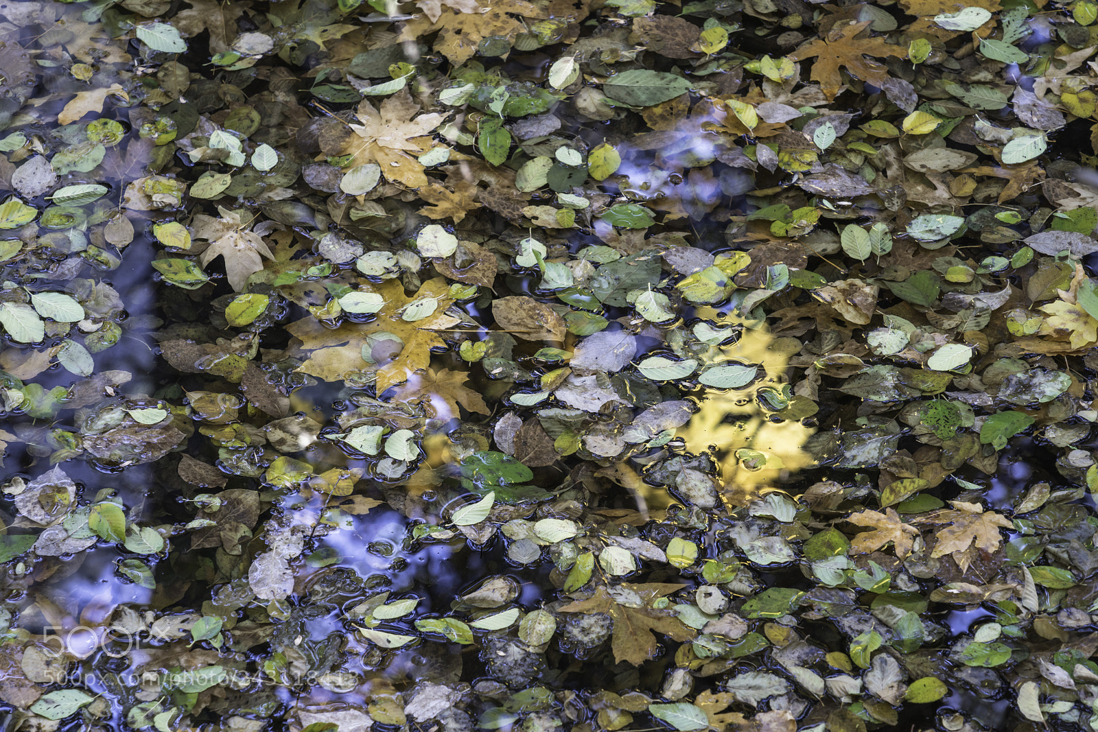 Sony a99 II sample photo. Creek, fallen leaves photography