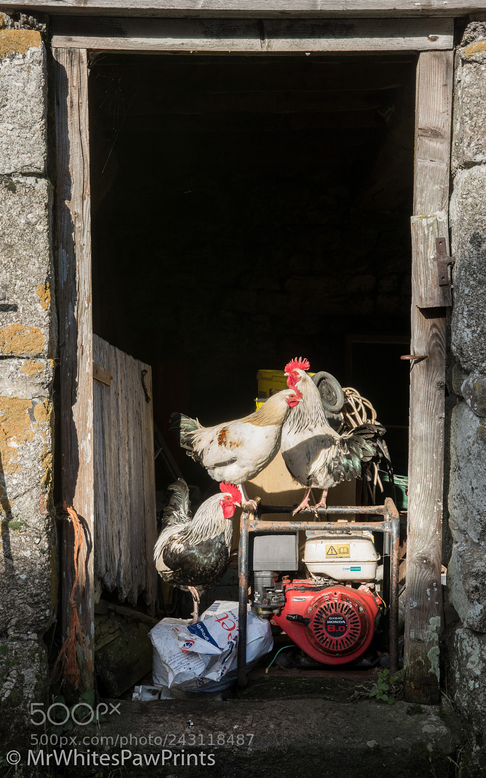 Nikon D7100 sample photo. Chickens at west combe photography