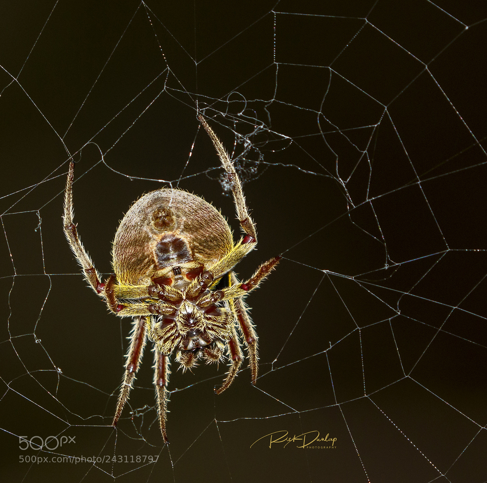 Canon EOS 7D Mark II sample photo. The web photography