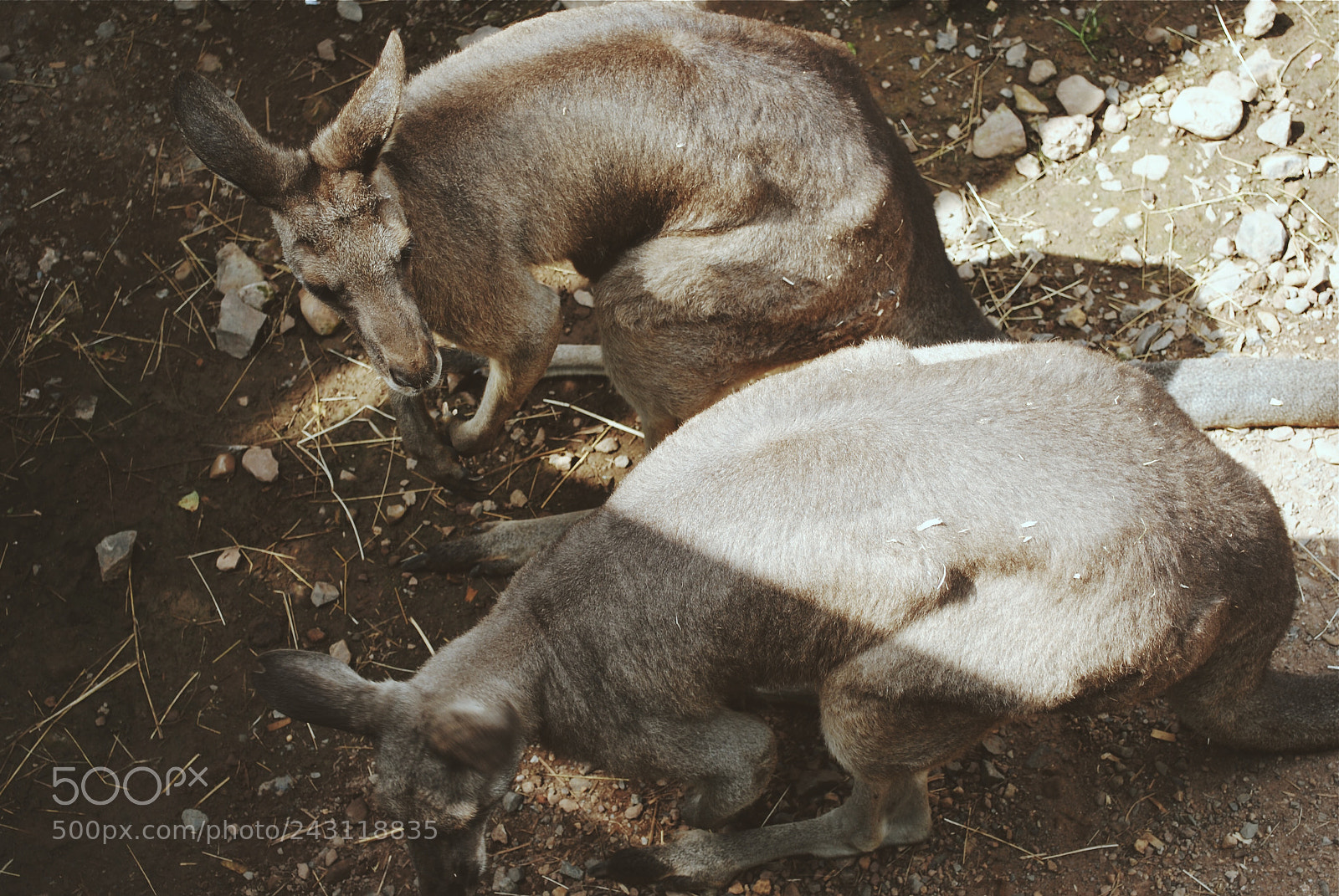 Nikon D3000 sample photo. Kangaroos photography