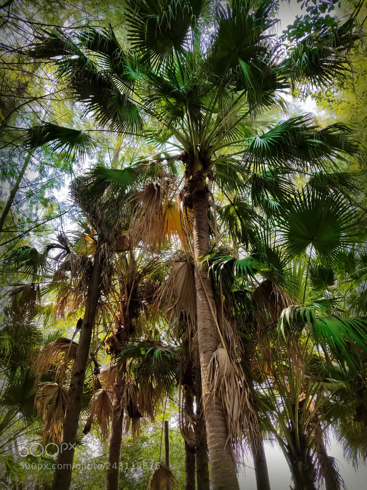 Samsung Galaxy S8+ sample photo. Palms photography