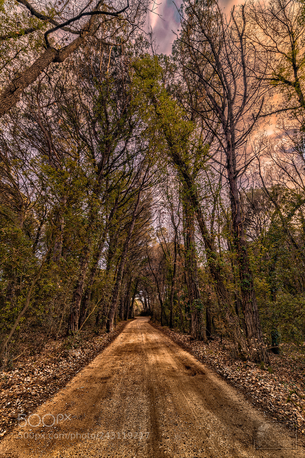 Canon EOS-1D X Mark II sample photo. The lost dirt road photography