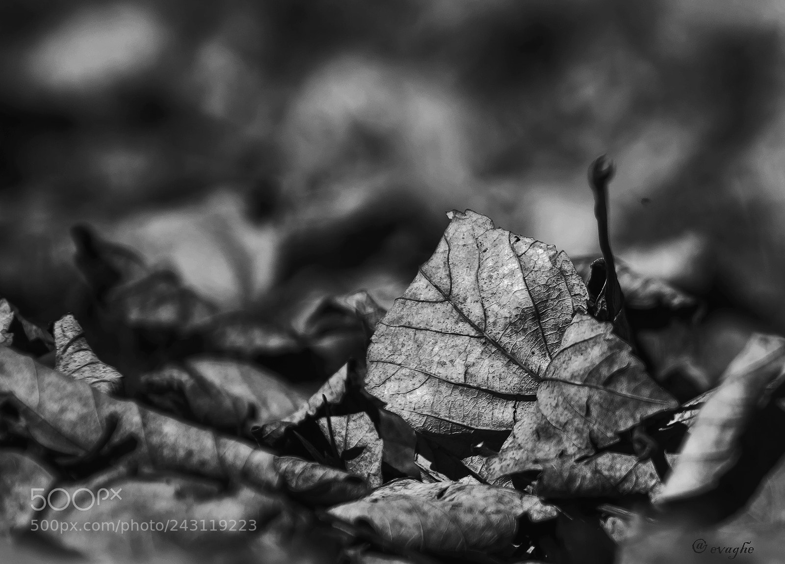 Nikon D610 sample photo. Foglia b&w photography