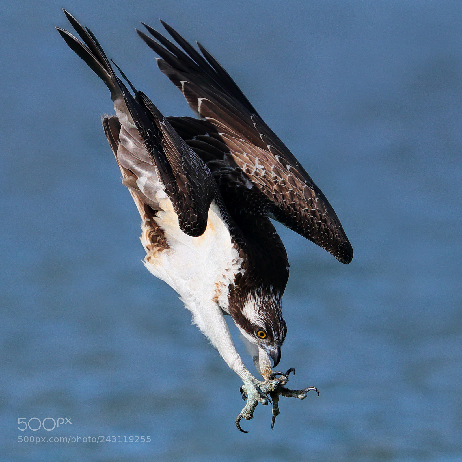 Canon EOS-1D X Mark II sample photo. Osprey photography