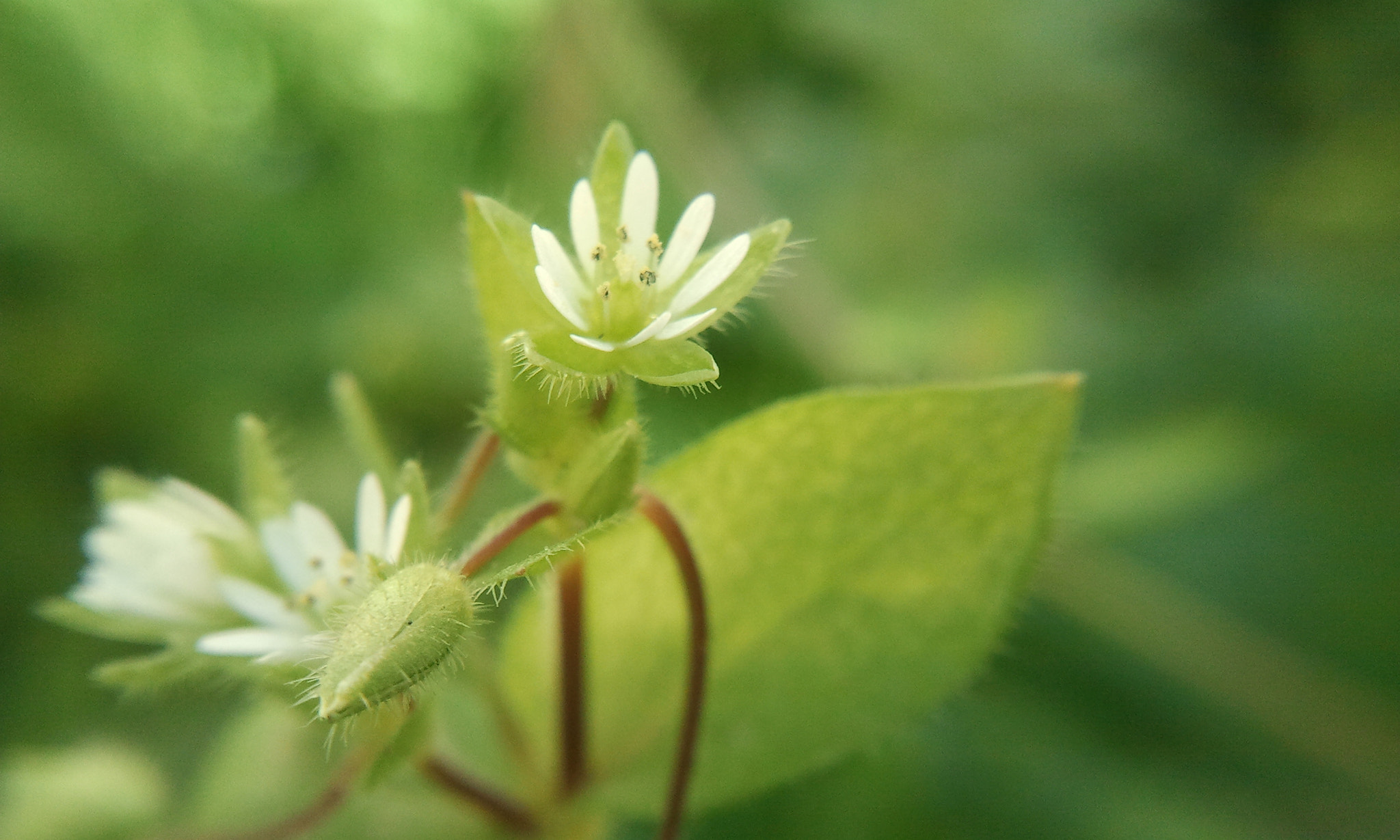 Samsung GT-S8530 sample photo. Small flower white photography