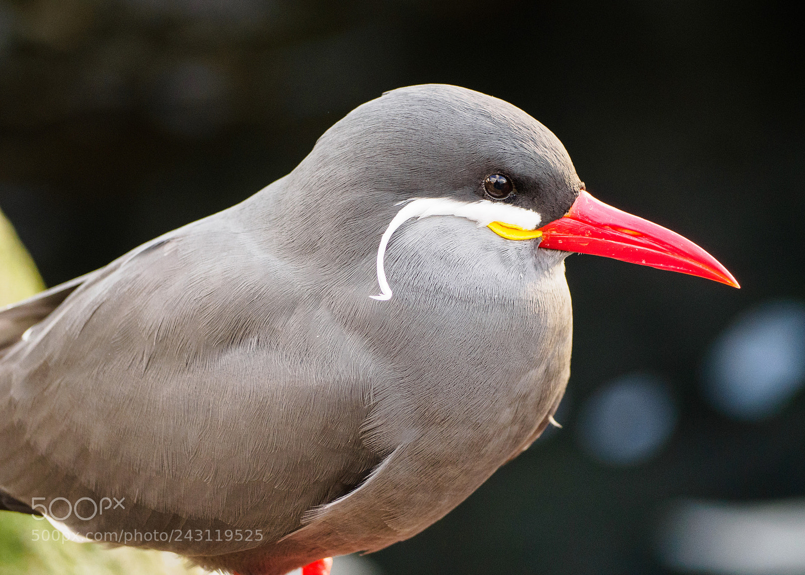 Olympus OM-D E-M10 II sample photo. Inca tern photography
