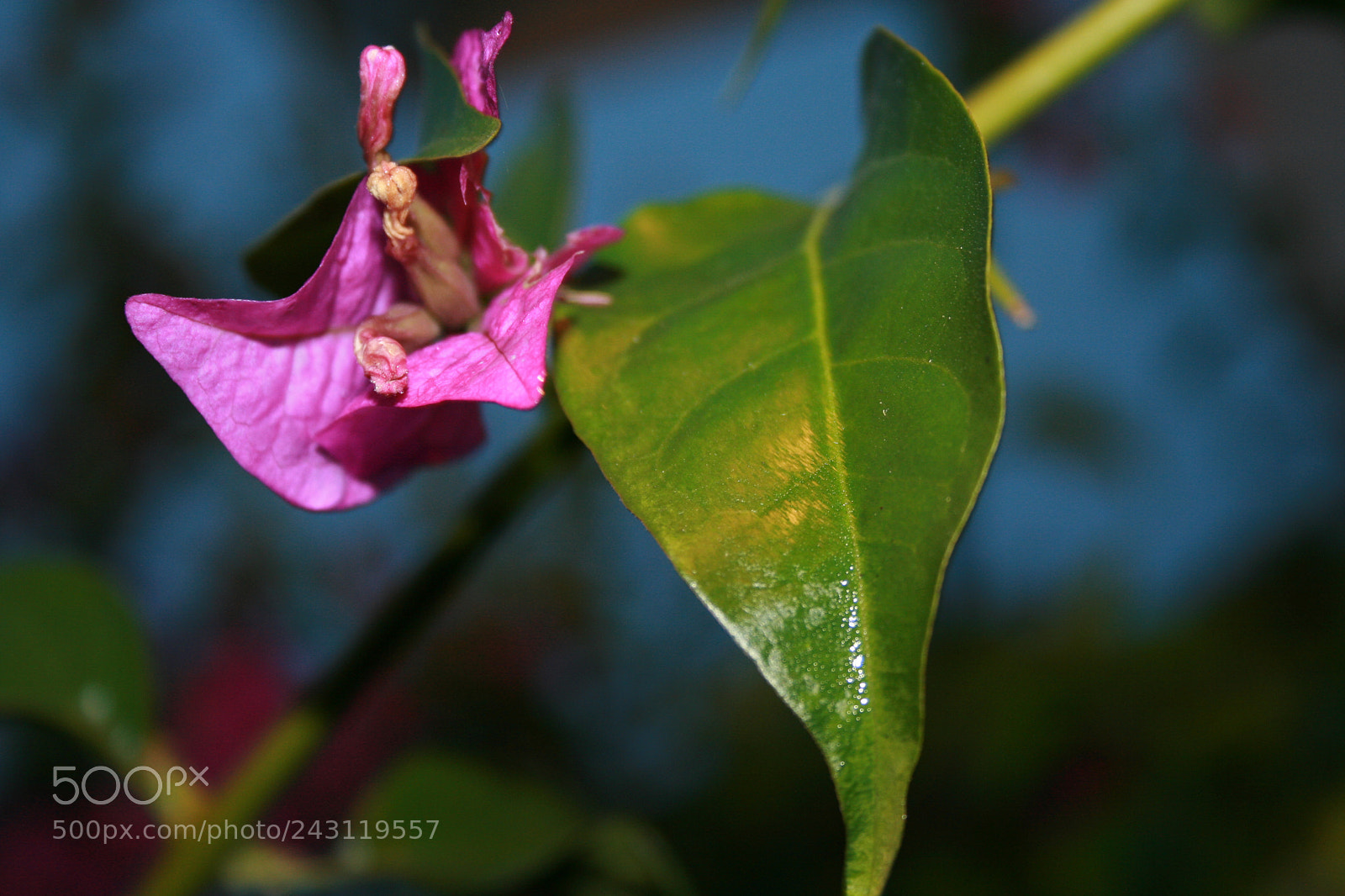 Canon EF-S 18-55mm F3.5-5.6 II sample photo. Untitled photography