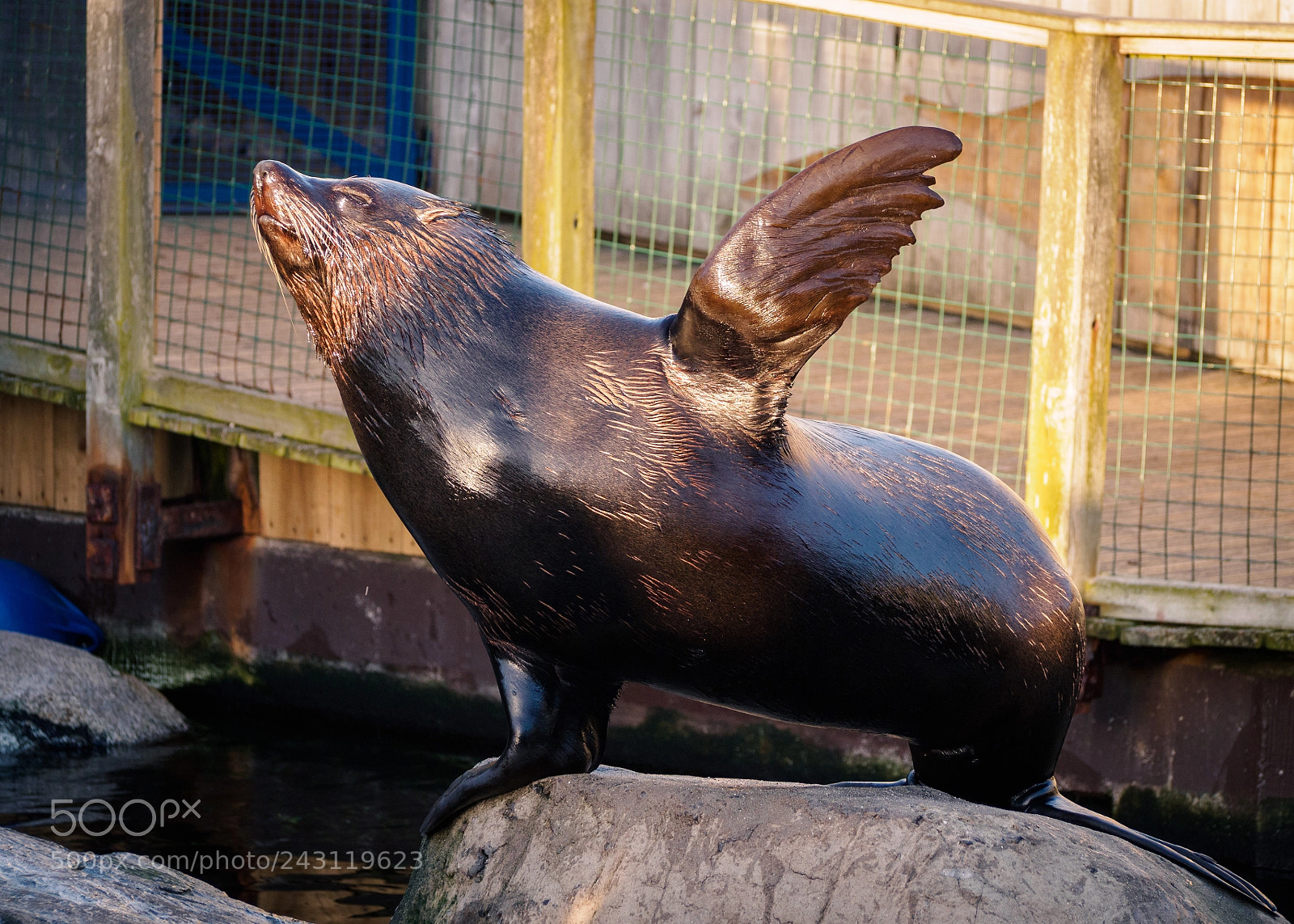 Olympus OM-D E-M10 II sample photo. Fur seal photography