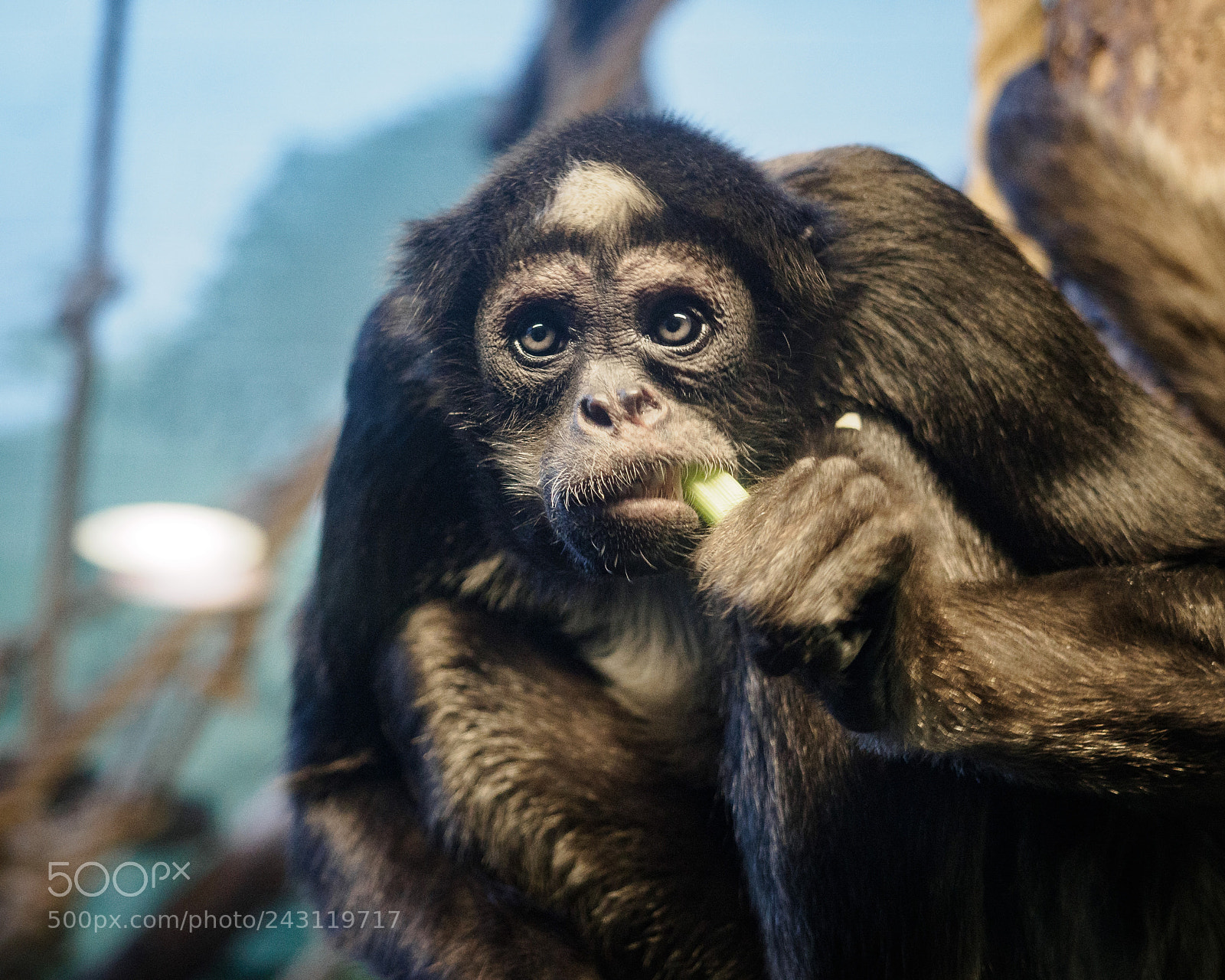 Olympus OM-D E-M10 II sample photo. Monkey munchies photography