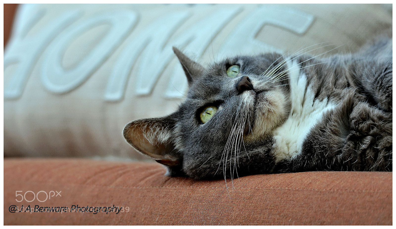 Nikon D5100 sample photo. Dscgida photography