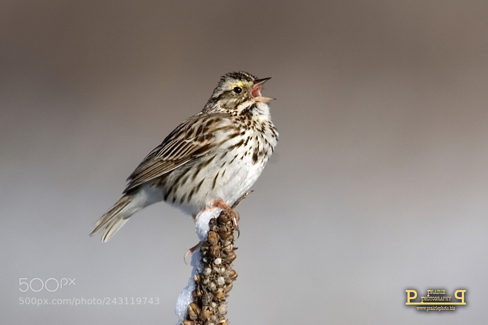Canon EOS-1D Mark II N sample photo. Savannah sparrow song photography
