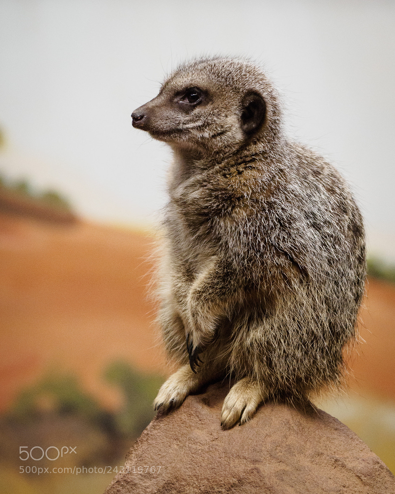 Olympus OM-D E-M10 II sample photo. Meerkat guard duty photography