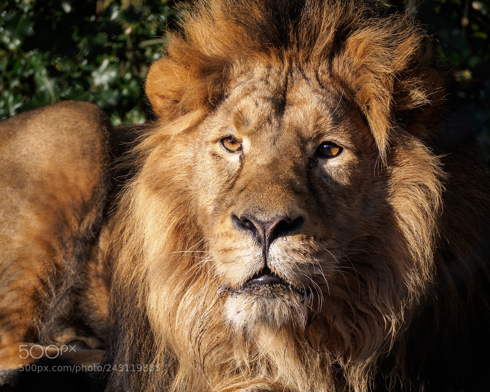 Olympus OM-D E-M10 II sample photo. Week 3/52 – a magnificent lion photography