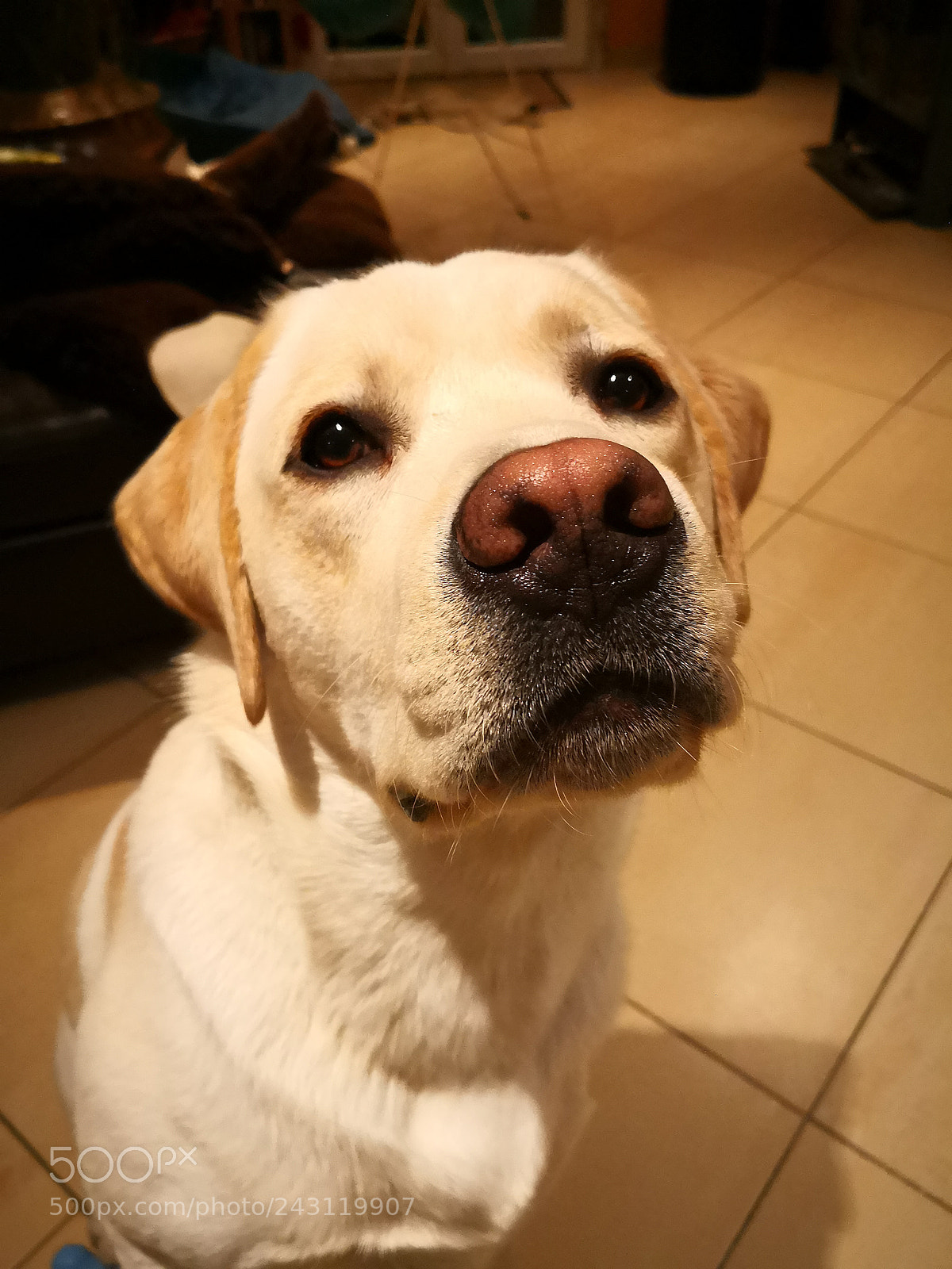HUAWEI Mate 10 Pro sample photo. Mouss photography