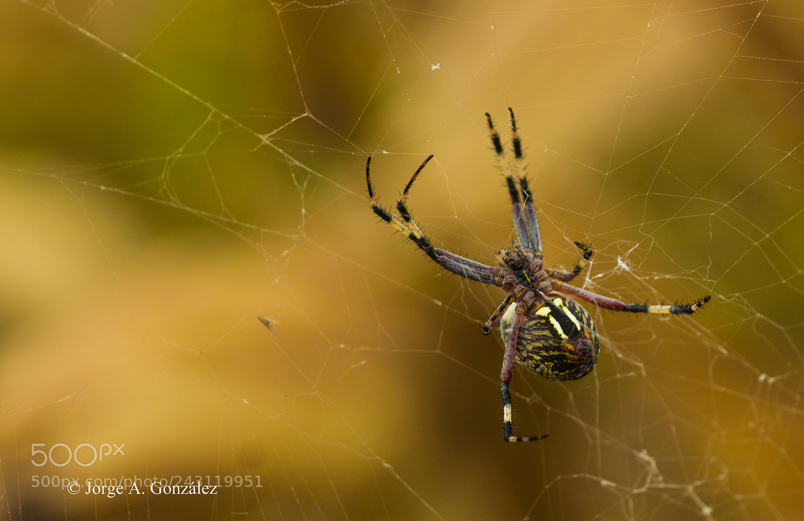 Canon EOS 700D (EOS Rebel T5i / EOS Kiss X7i) sample photo. Spider photography
