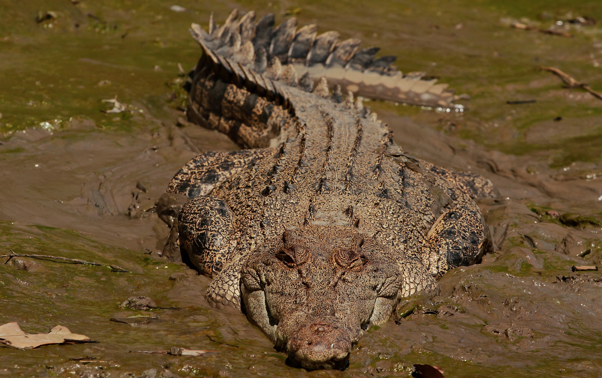Canon EOS 7D + Canon EF 70-200mm F4L USM sample photo. Wink photography
