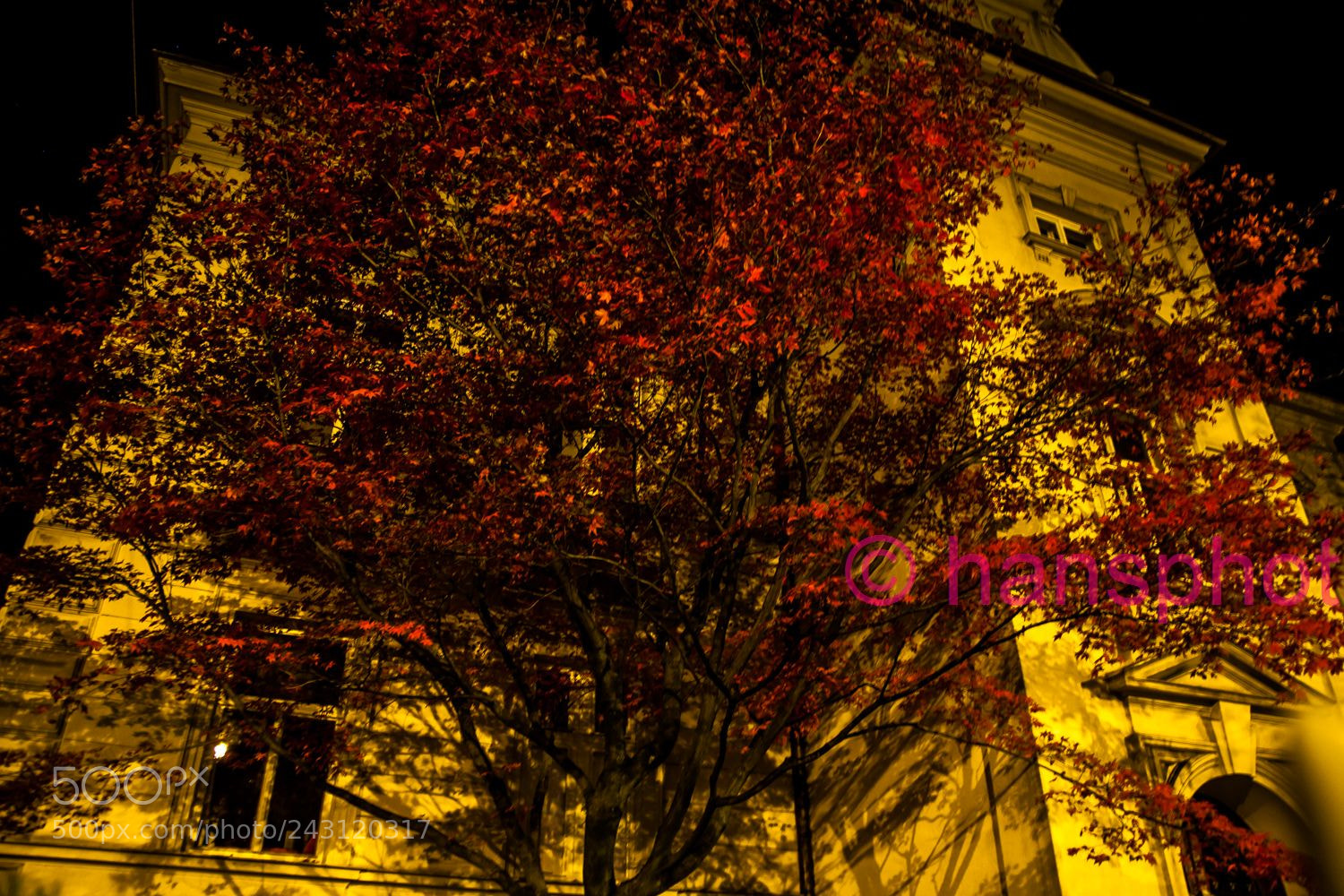 Canon EOS 5D sample photo. Romantic tree by hansphot photography