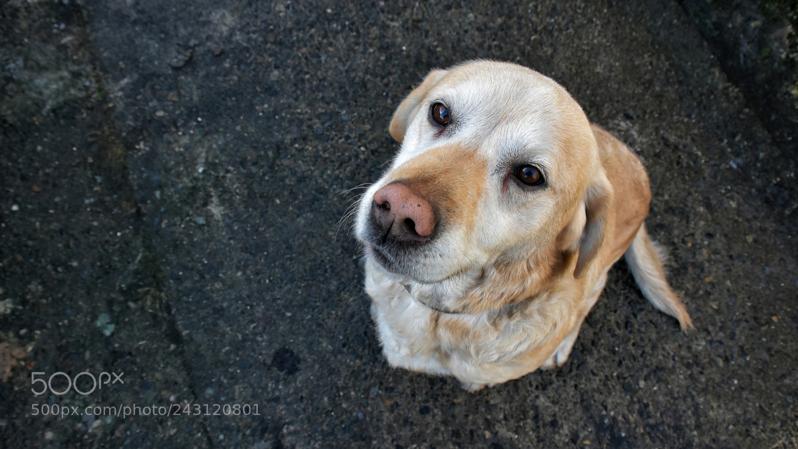 Nikon D7200 sample photo. Oscar sit! photography