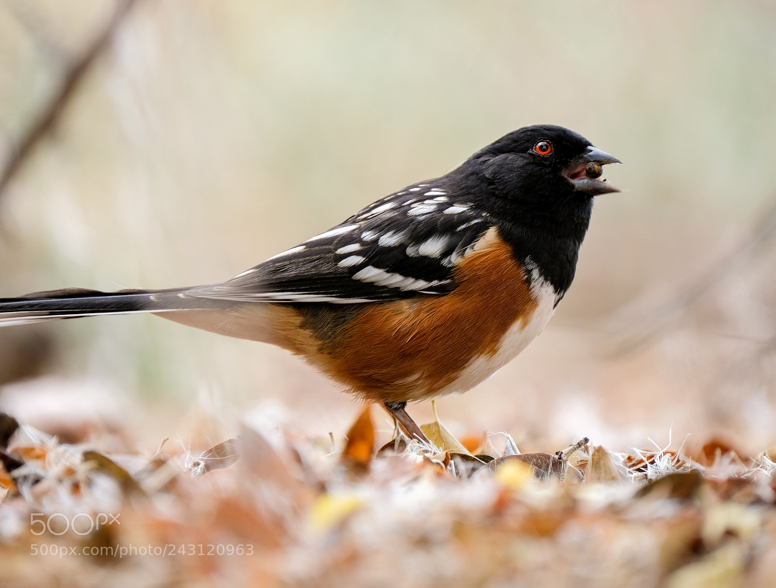 Fujifilm X-T2 sample photo. Spotted towhee photography