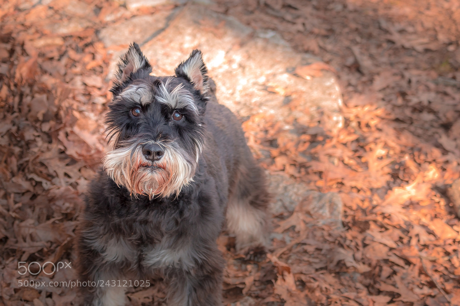 Canon EOS 1300D (EOS Rebel T6 / EOS Kiss X80) sample photo. Presley in the fall photography