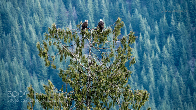 Nikon D4 sample photo. Bald eagles photography