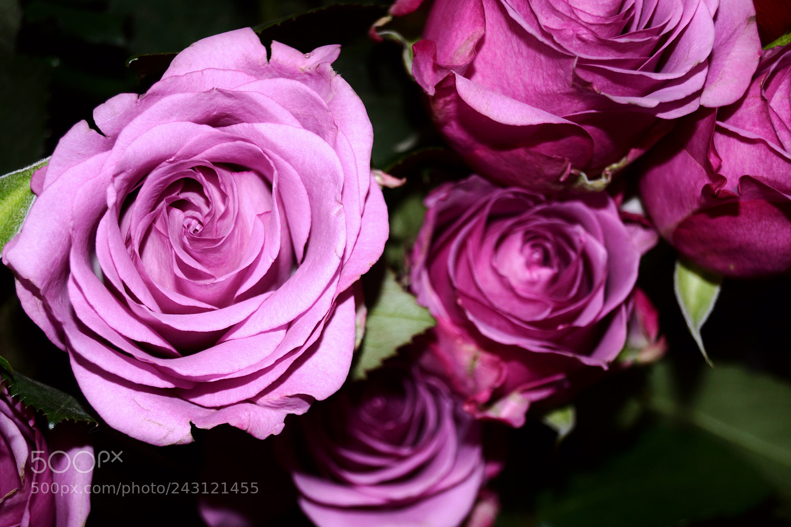 Sony SLT-A68 sample photo. Lovely colors photography