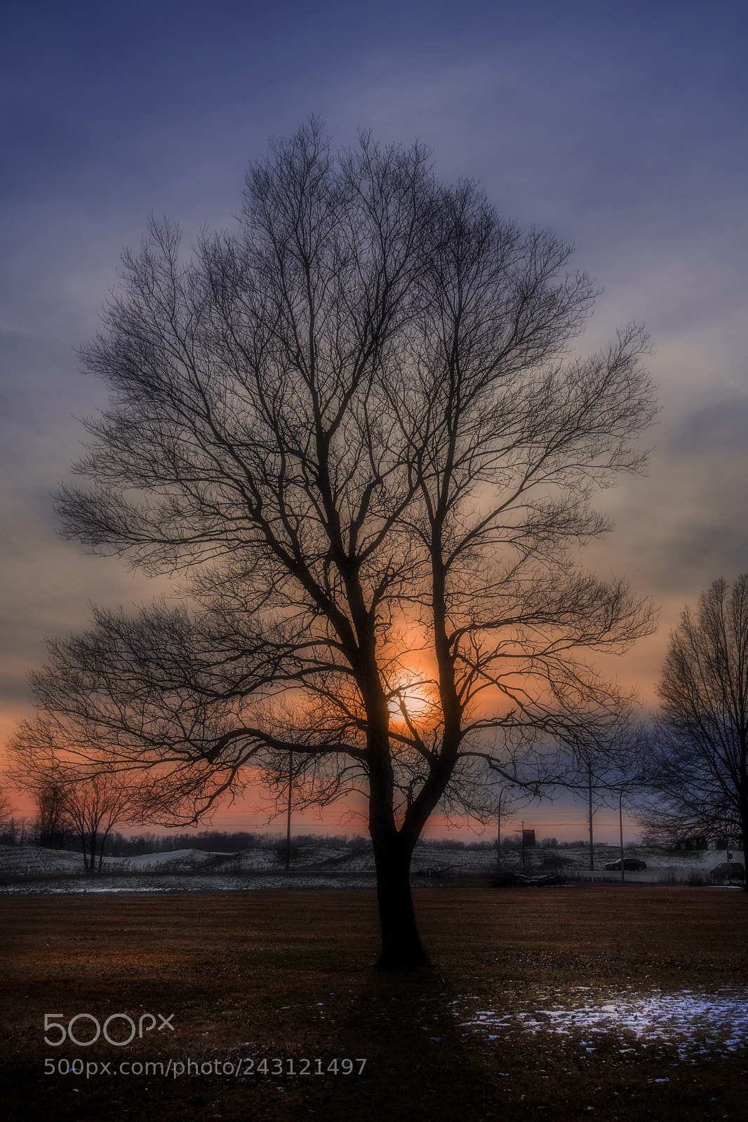 Nikon D500 sample photo. Stuck in a tree photography