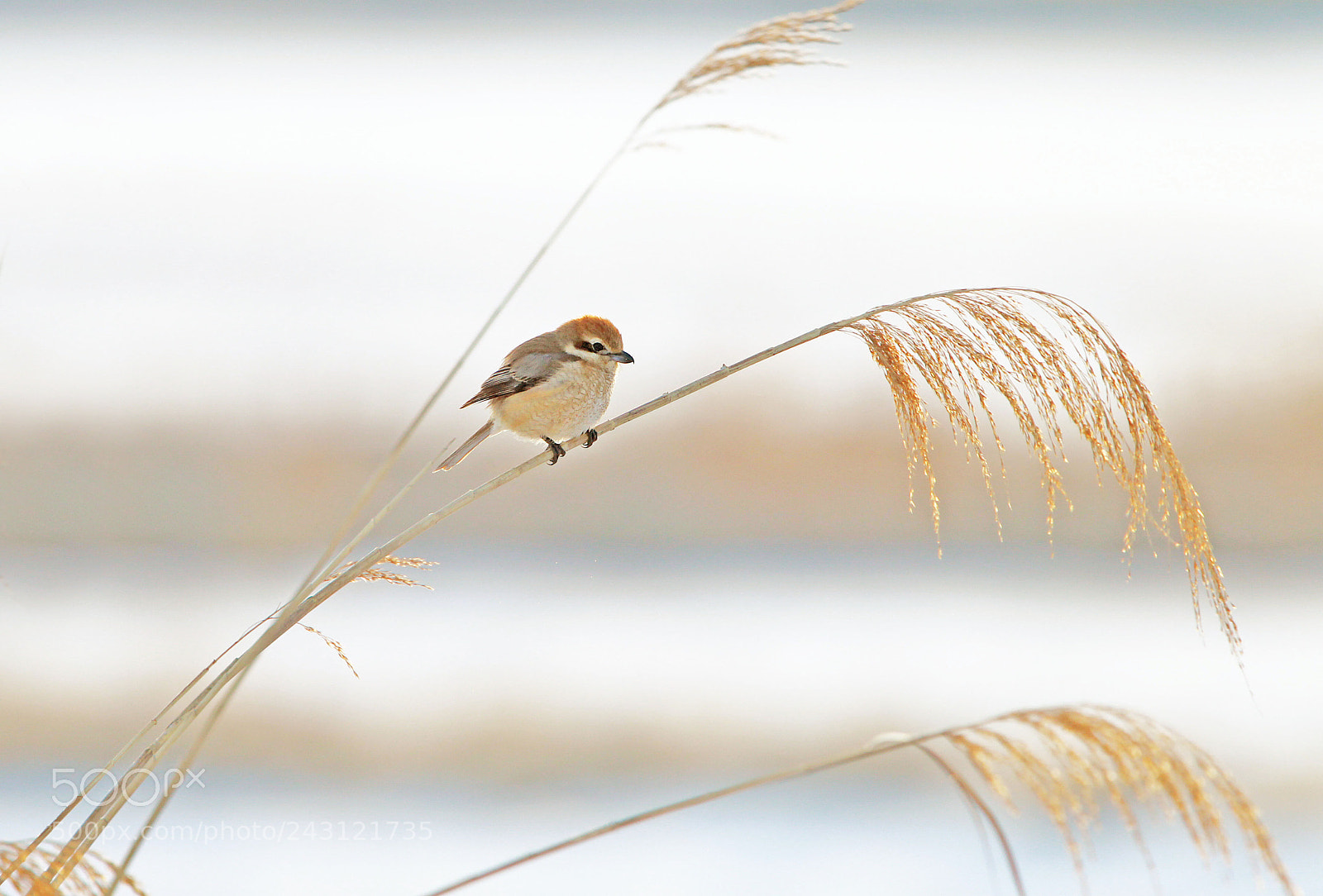 Canon EOS-1D Mark IV sample photo. Shrike photography