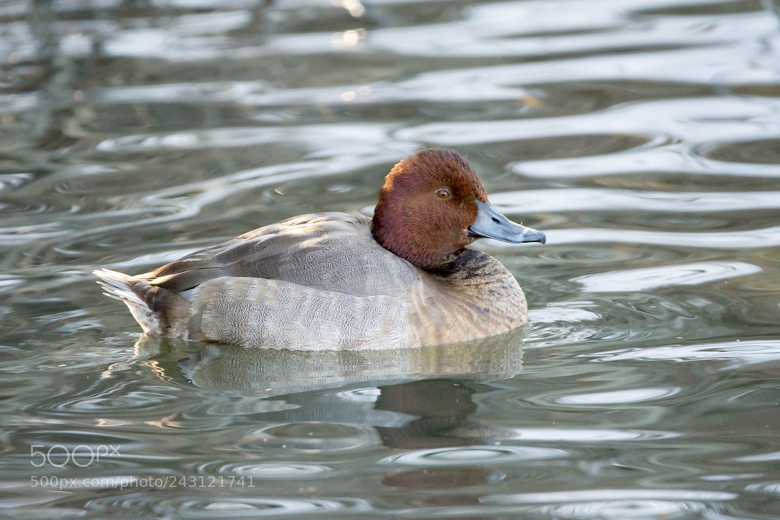 Nikon D7200 sample photo. Male redhead photography
