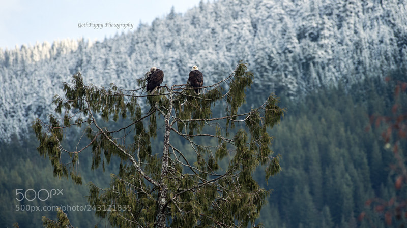 Nikon D4 sample photo. Bald eagles photography